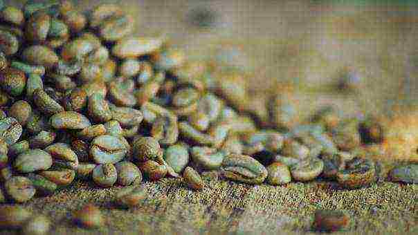 the best varieties of arabica