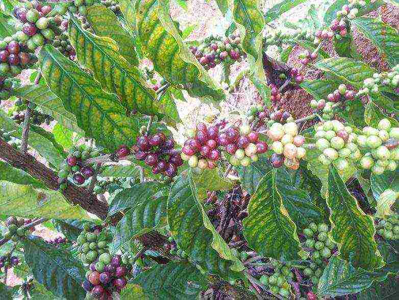 the best varieties of arabica