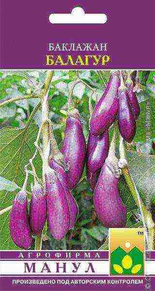 the best varieties of eggplant for Belarus