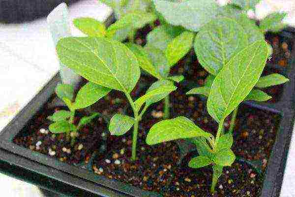 the best varieties of eggplant for Belarus