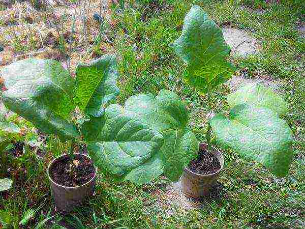 the best varieties of eggplant for Belarus