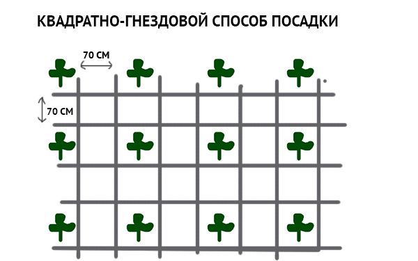 ang pinakamahusay na mga pagkakaiba-iba ng talong para sa Belarus