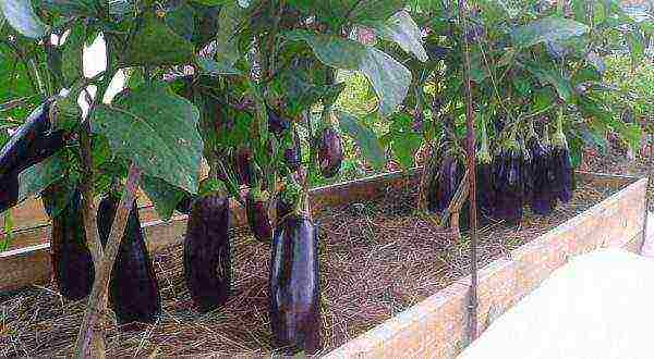 the best varieties of eggplant for Belarus