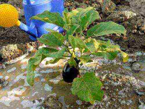 the best varieties of eggplant for Belarus