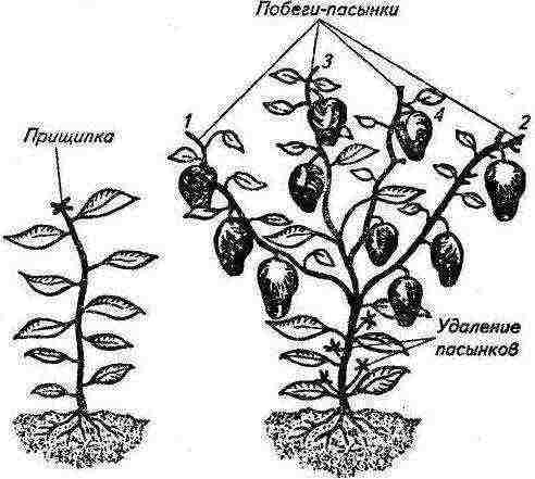 the best varieties of eggplant for Belarus