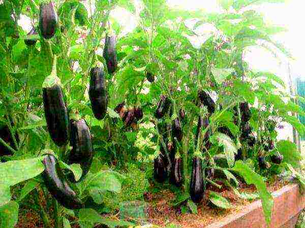 the best varieties of eggplant for Belarus