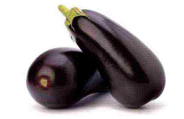 the best varieties of eggplant for Belarus