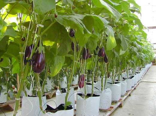 the best varieties of eggplant for Belarus