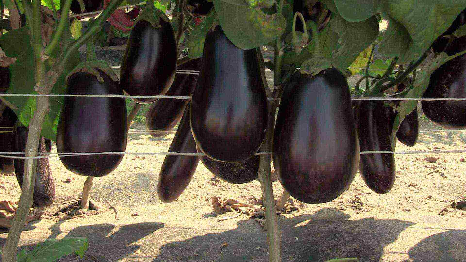the best varieties of eggplant for Belarus