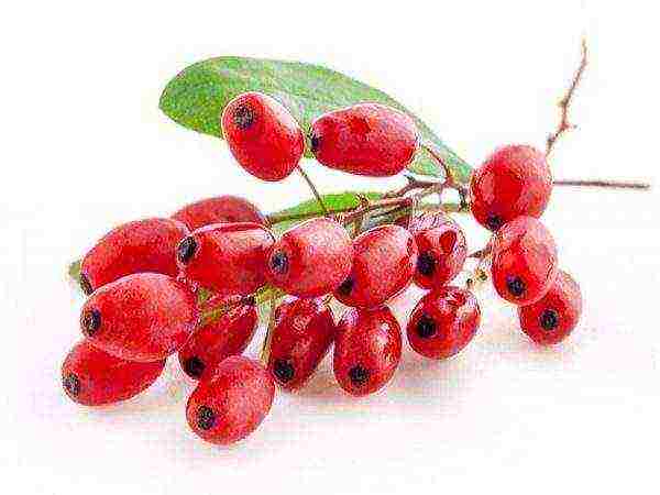the best varieties of barberry edible