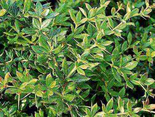 the best varieties of barberry edible