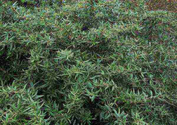 the best varieties of barberry edible