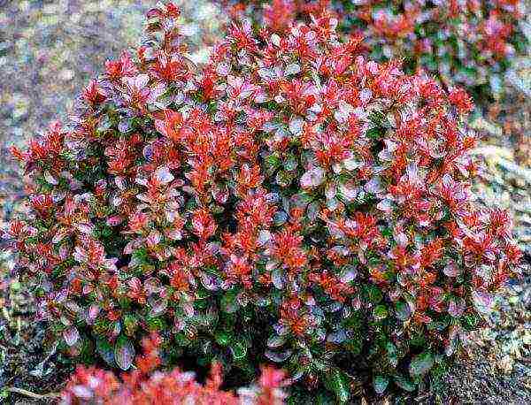 the best varieties of barberry edible