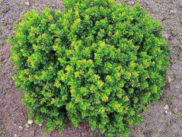 the best varieties of barberry edible