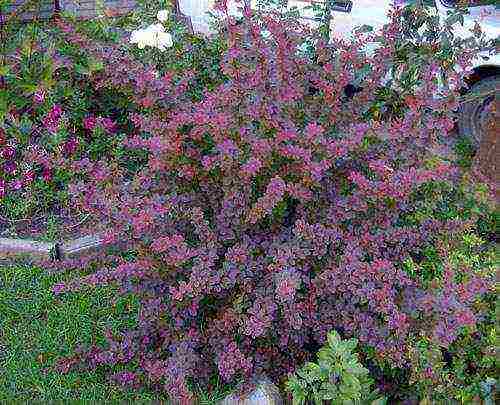 the best varieties of barberry edible