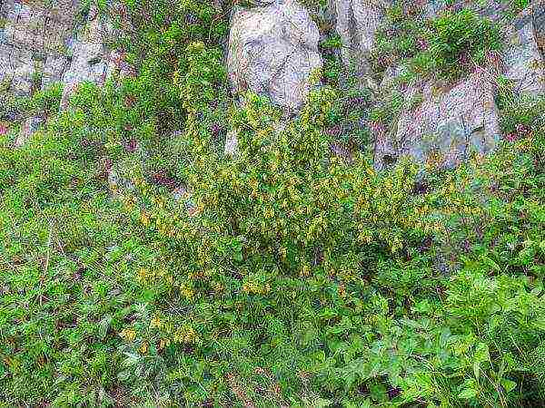 the best varieties of barberry edible