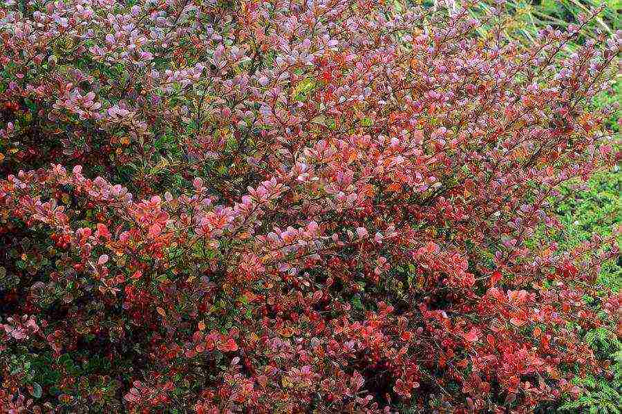 the best varieties of barberry edible