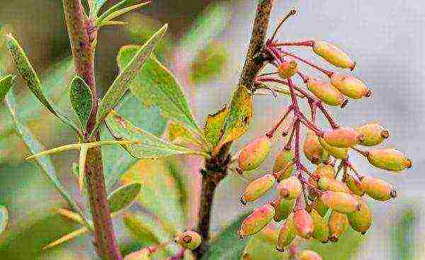 the best varieties of barberry edible