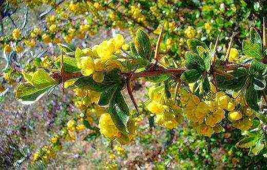 the best varieties of barberry edible