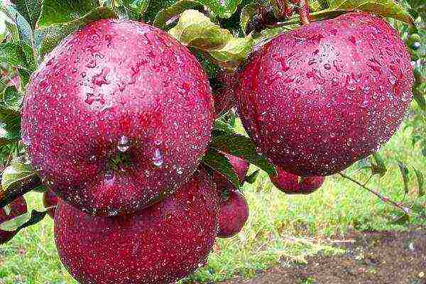 the best varieties of Belarusian apples