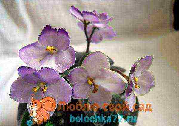 the best varieties of white violets