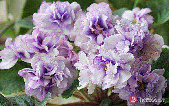 the best varieties of white violets