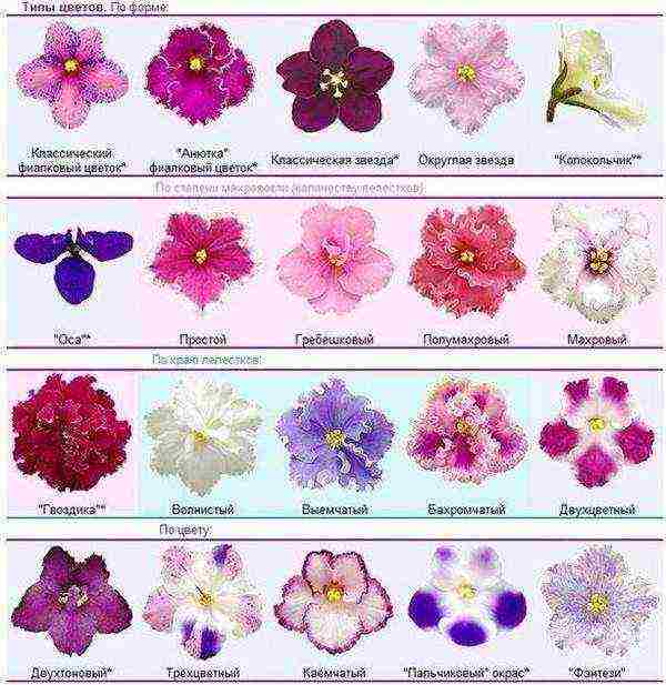 the best varieties of white violets
