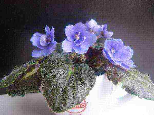 the best varieties of white violets