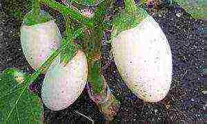 ang pinakamahusay na mga pagkakaiba-iba ng mga puting eggplants