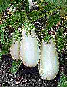 ang pinakamahusay na mga pagkakaiba-iba ng mga puting eggplants