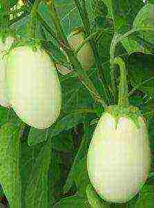 the best varieties of white eggplants