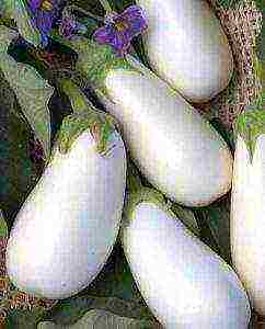 ang pinakamahusay na mga pagkakaiba-iba ng mga puting eggplants