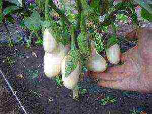 the best varieties of white eggplants