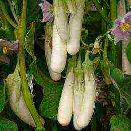 the best varieties of white eggplants