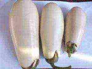 the best varieties of white eggplants