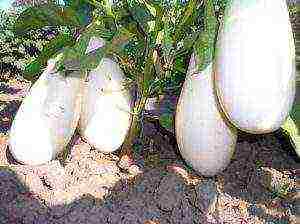 the best varieties of white eggplants