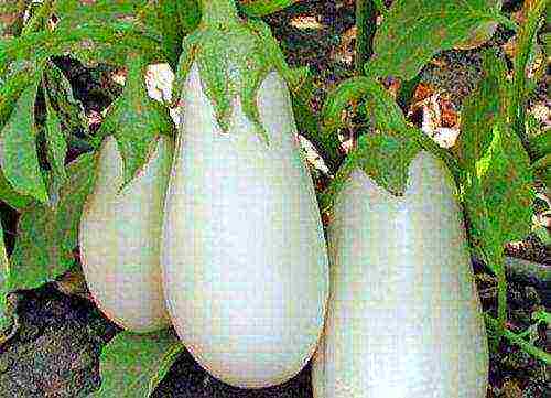 ang pinakamahusay na mga pagkakaiba-iba ng mga puting eggplants