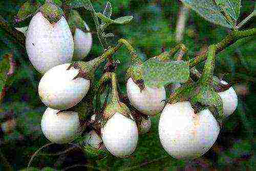 the best varieties of white eggplants