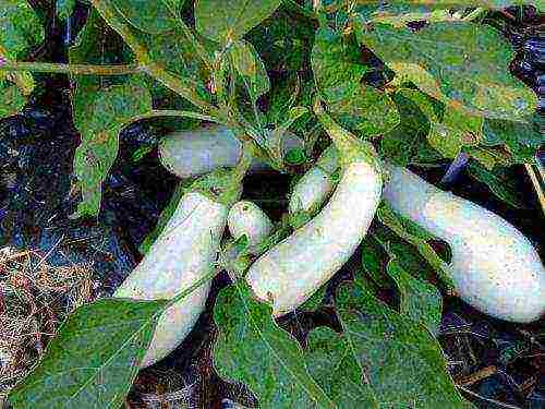 the best varieties of white eggplants