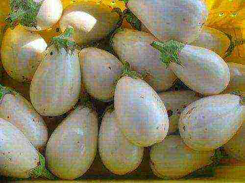 ang pinakamahusay na mga pagkakaiba-iba ng mga puting eggplants