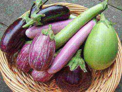 ang pinakamahusay na mga pagkakaiba-iba ng mga puting eggplants