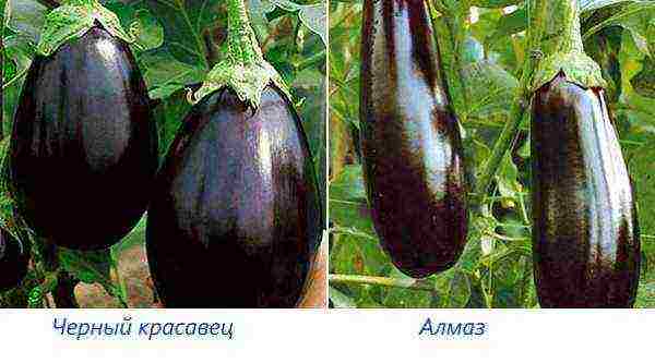 ang pinakamahusay na mga pagkakaiba-iba ng mga puting eggplants