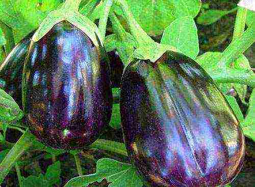 the best varieties of white eggplants