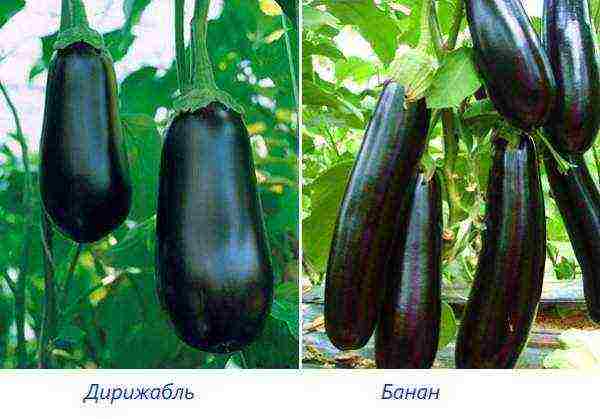 ang pinakamahusay na mga pagkakaiba-iba ng mga puting eggplants