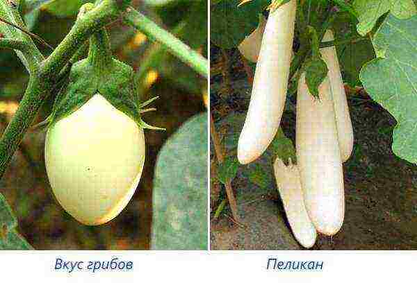 the best varieties of white eggplants