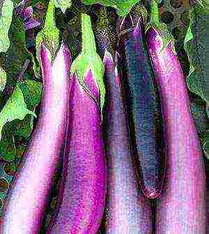 ang pinakamahusay na mga pagkakaiba-iba ng mga puting eggplants