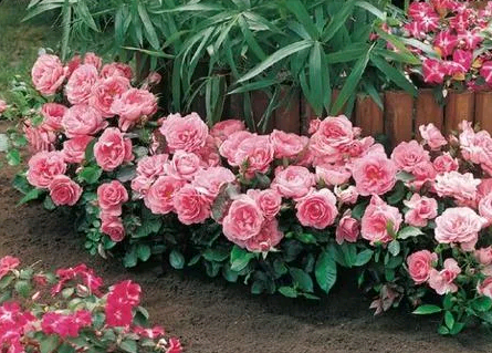 the best varieties of border roses