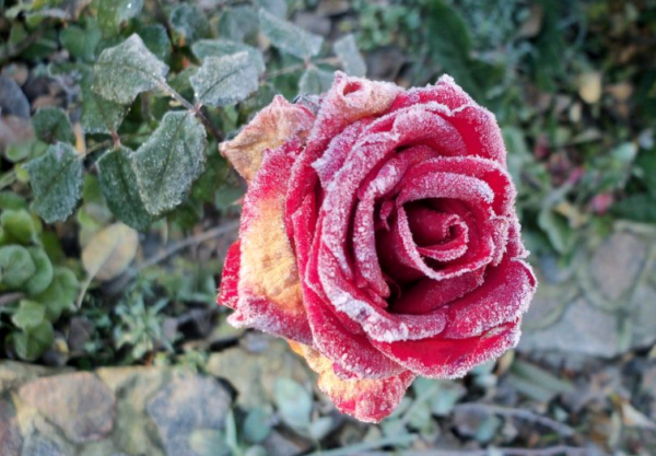 the best varieties of border roses