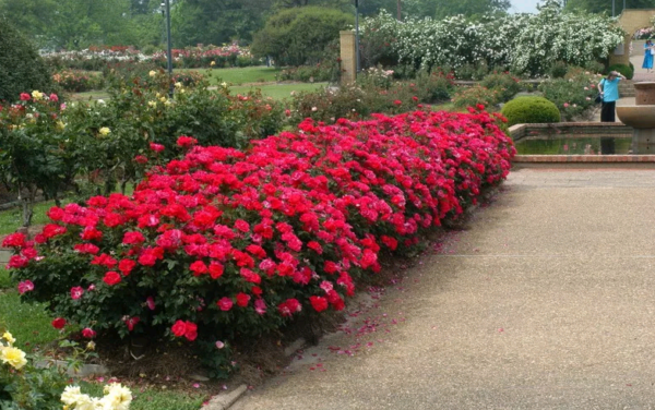 ang pinakamahusay na mga pagkakaiba-iba ng mga rosas sa hangganan