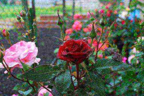 the best varieties of border roses